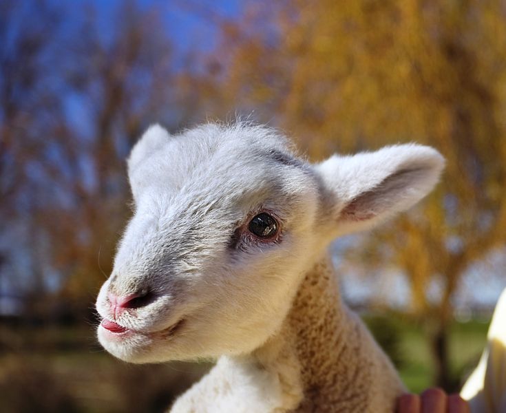 Lamb_happy