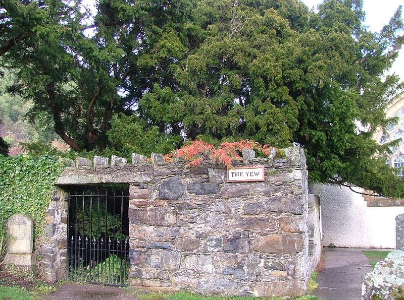 Cis z Fortingall otoczony murem 
